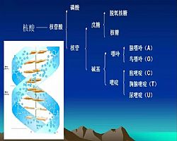 IVD行业常见的核酸提取方法及原理